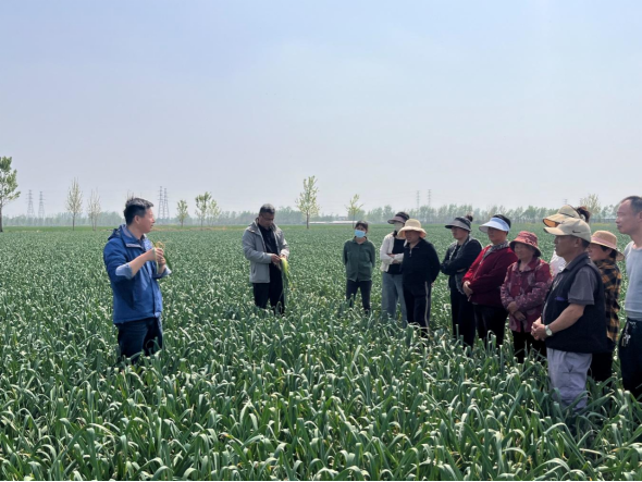 ?徐州市農(nóng)學會組織專家開展技術(shù)培訓，助力大蒜產(chǎn)業(yè)高質(zhì)量發(fā)展-定稿531.png