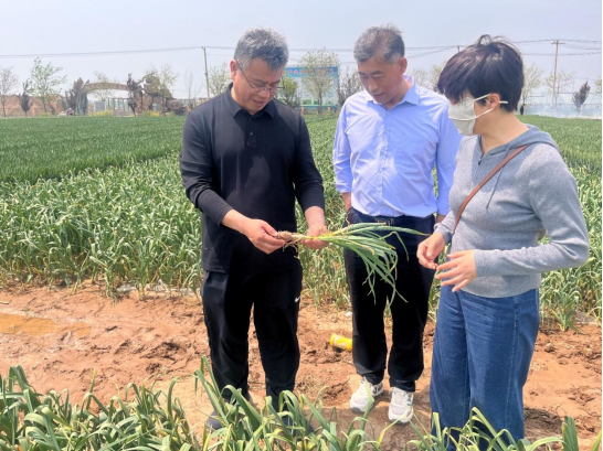 徐州市農(nóng)學(xué)會組織開展“農(nóng)業(yè)科技專家縣區(qū)行”系列活動，助力大蒜產(chǎn)業(yè)提質(zhì)增效420.png