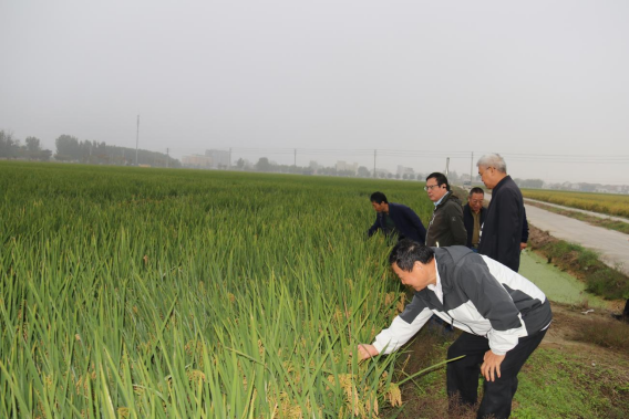 徐州市科協(xié)現(xiàn)代農(nóng)業(yè)領(lǐng)域?qū)W會聯(lián)合體組織開展水稻觀摩和秋播指導(dǎo)活動(通訊稿)156.png